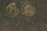 Dactylioceras Ammonite Cluster - Posidonia Shale, Germany #79306-2